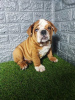 Photo №2 to announcement № 119045 for the sale of english bulldog - buy in Serbia breeder