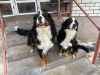 Additional photos: Reservation for Bernese Mountain Dog puppies is open