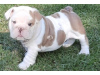 Photo №1. english bulldog - for sale in the city of Helsinki | 423$ | Announcement № 78761
