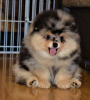 Photo №1. pomeranian - for sale in the city of Prague | negotiated | Announcement № 111565