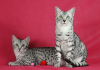 Additional photos: The cattery offers Egyptian Mau kittens for sale.