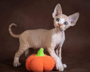 Photo №1. devon rex - for sale in the city of Moscow | 324$ | Announcement № 2287