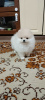 Photo №1. pomeranian - for sale in the city of Cologne | 280$ | Announcement № 92966
