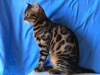 Additional photos: Ready-made Bengal breed