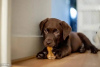 Additional photos: For sale pedigree puppies Labrador Retriever