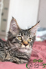 Photo №4. I will sell maine coon in the city of Velikiy Novgorod. private announcement, from nursery, breeder - price - 5283$
