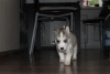 Photo №4. I will sell siberian husky in the city of Москва. from nursery, breeder - price - 265$