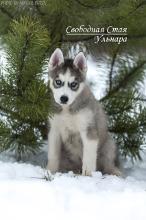 Photo №3. Wonderful blue-eyed Siberian Husky puppies from a pair of Champions of the. Russian Federation
