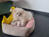 Additional photos: Pomeranian