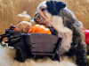Photo №3. Plush english bulldog puppies. Russian Federation