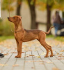 Photo №2 to announcement № 71160 for the sale of german pinscher - buy in Belarus from nursery