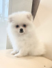 Photo №2 to announcement № 9170 for the sale of pomeranian - buy in Russian Federation breeder