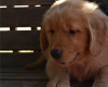 Photo №2 to announcement № 22346 for the sale of golden retriever - buy in United States private announcement