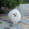 Photo №1. pomeranian - for sale in the city of Dusseldorf | 402$ | Announcement № 120566