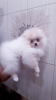 Photo №1. pomeranian - for sale in the city of Dnipro | 1500$ | Announcement № 11575