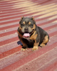 Photo №3. American bully exotic. Spain