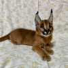 Photo №2 to announcement № 99584 for the sale of caracal - buy in United States private announcement, from nursery, from the shelter