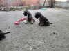 Additional photos: Miniature Schnauzer puppies