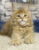 Photo №4. I will sell maine coon in the city of St. Petersburg.  - price - 845$