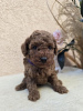 Additional photos: TOY Red Poodles - Puppies for sale