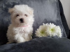 Photo №2 to announcement № 96951 for the sale of maltese dog - buy in Finland 