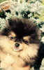 Photo №1. pomeranian - for sale in the city of Kharkov | 1796$ | Announcement № 62623