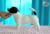Photo №1. jack russell terrier - for sale in the city of Paniówki | 1560$ | Announcement № 20214