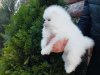 Photo №2 to announcement № 120042 for the sale of pomeranian - buy in Germany private announcement