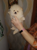 Photo №1. pomeranian - for sale in the city of Gomel | 300$ | Announcement № 17328