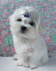 Photo №4. I will sell maltese dog in the city of Kiev. from nursery - price - 1320$