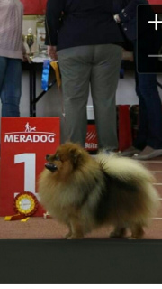 Additional photos: Charming puppies of German small Spitz