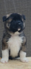 Photo №4. I will sell american akita in the city of Vlasotince. private announcement - price - negotiated