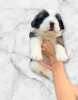 Additional photos: Saint Bernard puppies