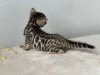 Photo №2 to announcement № 105930 for the sale of bengal cat - buy in United Kingdom private announcement, from nursery, breeder