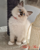 Photo №2 to announcement № 68853 for the sale of siberian cat - buy in Poland breeder