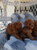 Additional photos: Red miniature poodle puppies