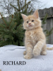 Photo №2 to announcement № 44557 for the sale of maine coon - buy in Ukraine private announcement