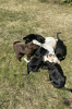 Additional photos: Purebred labrador puppies