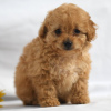 Photo №1. poodle (dwarf) - for sale in the city of New York | 3100$ | Announcement № 45811