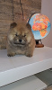 Photo №2 to announcement № 127540 for the sale of chow chow - buy in Serbia breeder