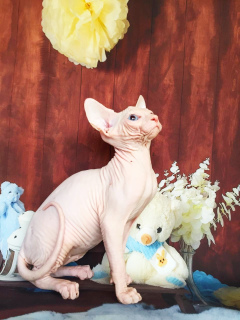 Photo №2 to announcement № 2511 for the sale of sphynx-katze - buy in Russian Federation breeder