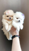 Photo №1. pomeranian - for sale in the city of Minsk | 377$ | Announcement № 101173