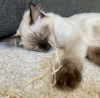 Additional photos: Ragdoll