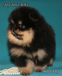 Photo №2 to announcement № 3682 for the sale of german spitz - buy in Russian Federation breeder