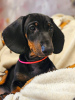 Additional photos: Dachshund UCI standard