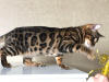 Additional photos: Bengal cat for breeding