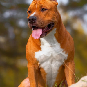 Photo №2. Mating service american staffordshire terrier. Price - Negotiated