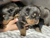 Photo №1. rottweiler - for sale in the city of Crewe | 2747$ | Announcement № 96416