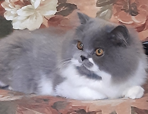 Photo №2 to announcement № 4722 for the sale of domestic cat - buy in Russian Federation breeder