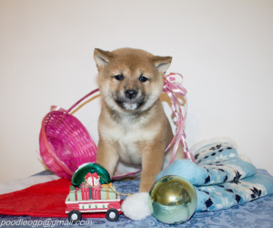 Photo №4. I will sell shiba inu in the city of Cherepovets. breeder - price - negotiated